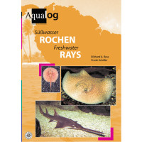 Süßwasserrochen / Freshwaterrays
