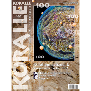 KORALLE 100 - Korallennachzucht (August/September 2016)