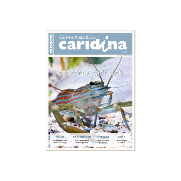 Caridina 3/2016