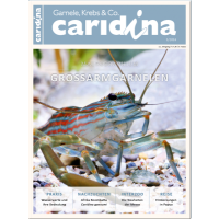 Caridina 3/2016
