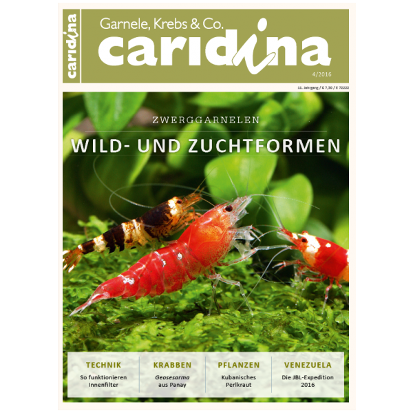 Caridina 4/2016