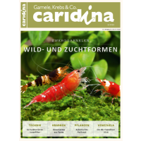 Caridina 4/2016