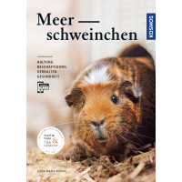 Meerschweinchen