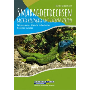 Smaragdeidechsen - Lacerta bilineata und Lacerta viridis