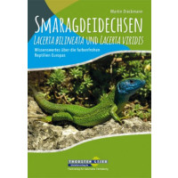 Smaragdeidechsen - Lacerta bilineata und Lacerta viridis