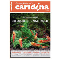 Caridina 2/2017