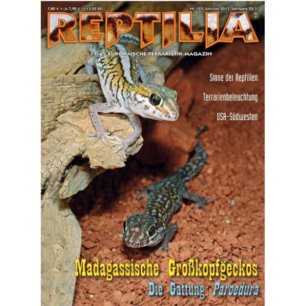 Reptilia 125 - Madagassiche Großkopfgeckos (Juni/Juli 2017)