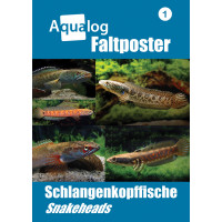 NEWS BOOKAZINE Poster 1 "Schlangenkopffische"