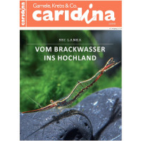 Caridina 1/2018
