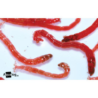 amtra Premium Lebendfutter - Rote Mückenlarven 45 ml
