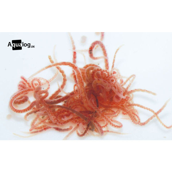 amtra Premium Lebendfutter - Tubifex 45 ml