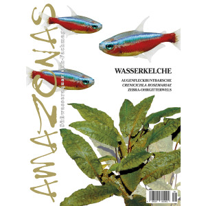 Amazonas 56 - Wasserkelche  (November / Dezember 2014)