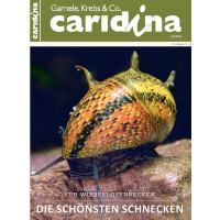 Caridina 2/2018