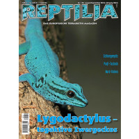 Reptilia 132 -  Lygodactylus – tagaktive Zwerggeckos (August/September 2018)