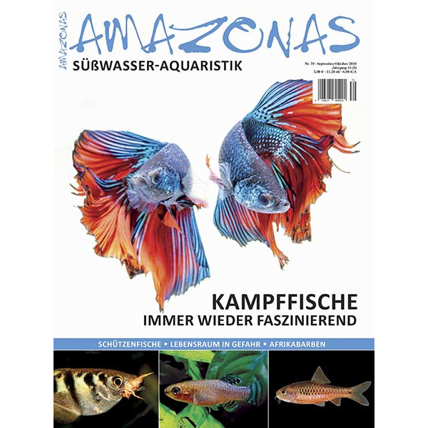 Amazonas 79 - Kampffische