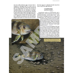 Tanganyika cichlids in their natural habitat 4th edition