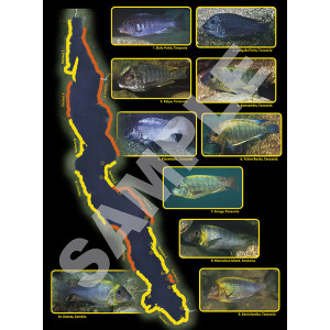 Tanganyika cichlids in their natural habitat 4th edition