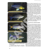 Tanganyika cichlids in their natural habitat 4th edition