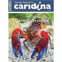 Caridina 2/2019