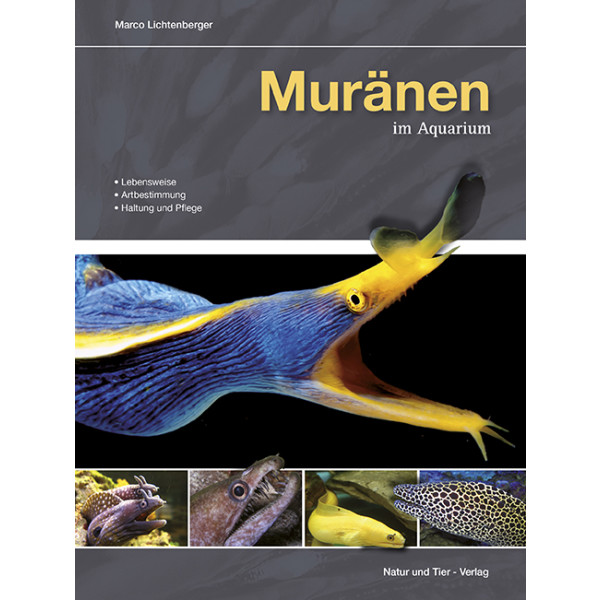 Muränen im Aquarium