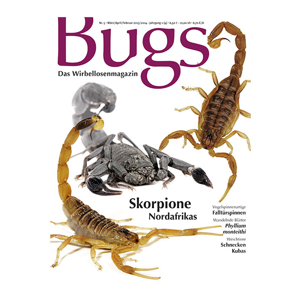 Bugs 5- Skorpione Nordafrikas (März/ April/ Mai 2014)