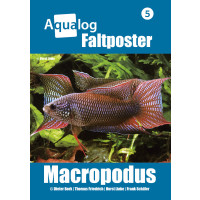 NEWS BOOKAZINE Poster 5 "Paradiesfische"