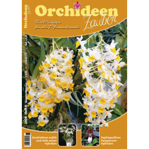 Orchideen Zauber 6 (November/Dezember 2019)