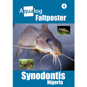 NEWS BOOKAZINE Poster 4 "Synodontis"