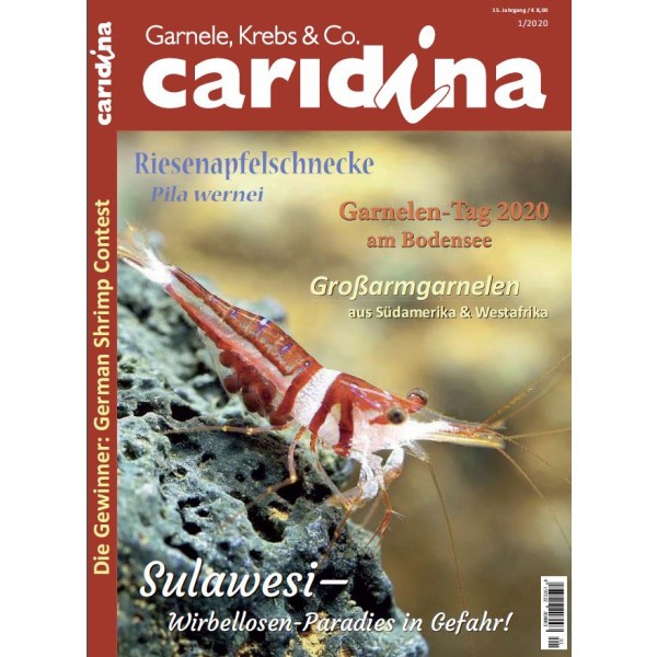 Caridina 1/2020