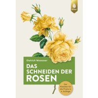 Das Schneiden der Rosen