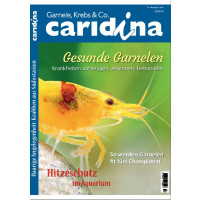 Caridina 3/2020