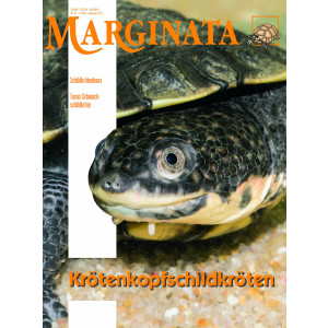 Marginata 61 - Kr&ouml;tenkopfschildkr&ouml;ten