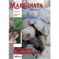Marginata 65 - Ägyptische Landschildkröte