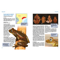 Krötenlaubfrösche – die Gattung Trachycephalus