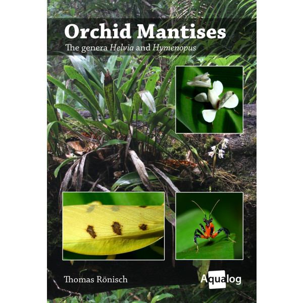Orchid Mantises - The genera Helvia and Hymenopus