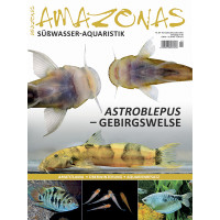 Amazonas 98 - Astroblepus - Gebirgswelse