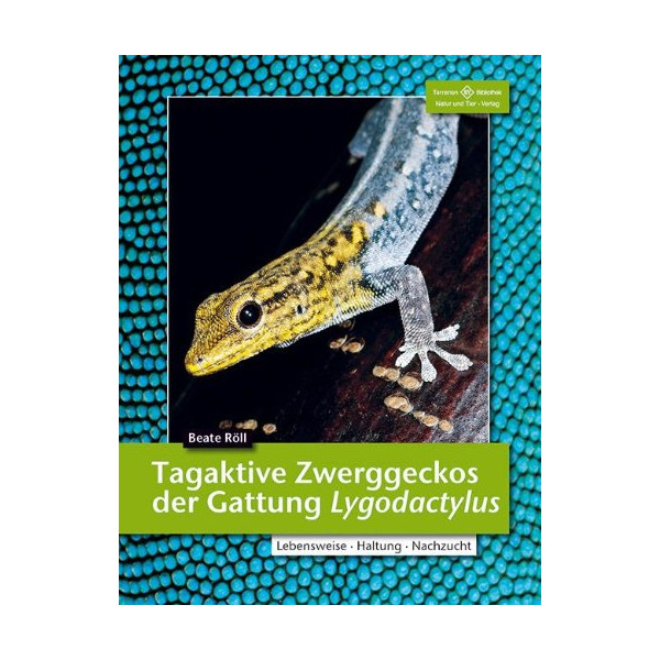 Tagaktive Zwerggeckos der Gattung Lygodactylus