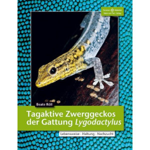 Tagaktive Zwerggeckos der Gattung Lygodactylus