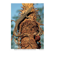 The Book of Monitor Lizards