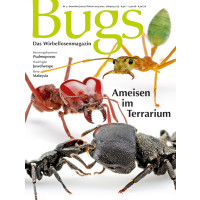 Bugs 4 - Ameisen im Terrarium (Dezember/Januer/Febraur 2013/2014)