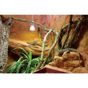 Captive Habitats - Building, furnishing and maintaining naturalistic vivariums and enclosures