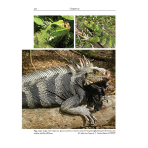 Reptiles of the Lesser Antilles