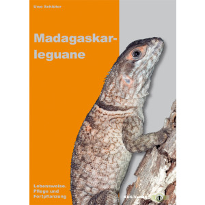 Madagaskarleguane - Lebensweise, Pflege und Fortpflanzung