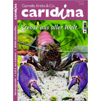 Caridina 3/2022