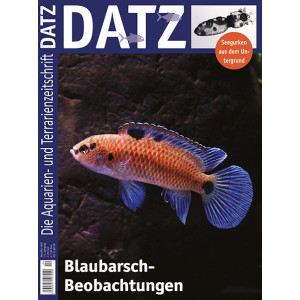 DATZ 2022 - 05 Blaubarschbeobachtungen (Oktober/November)