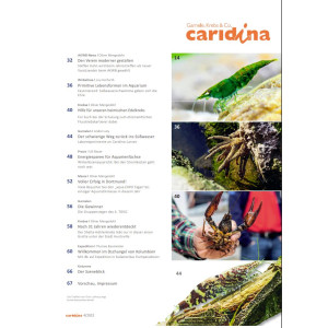 Caridina 4/2022