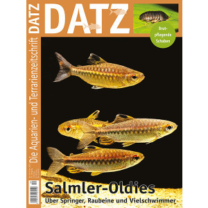 DATZ 2022/23 - 06 Salmler-Oldies (Dezember/Januar)
