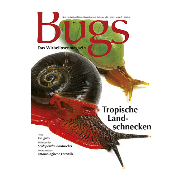 Bugs 3 - Tropische Landschnecken (September/Oktober/November 2013)