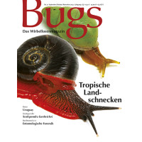 Bugs 3 - Tropische Landschnecken (September/Oktober/November 2013)