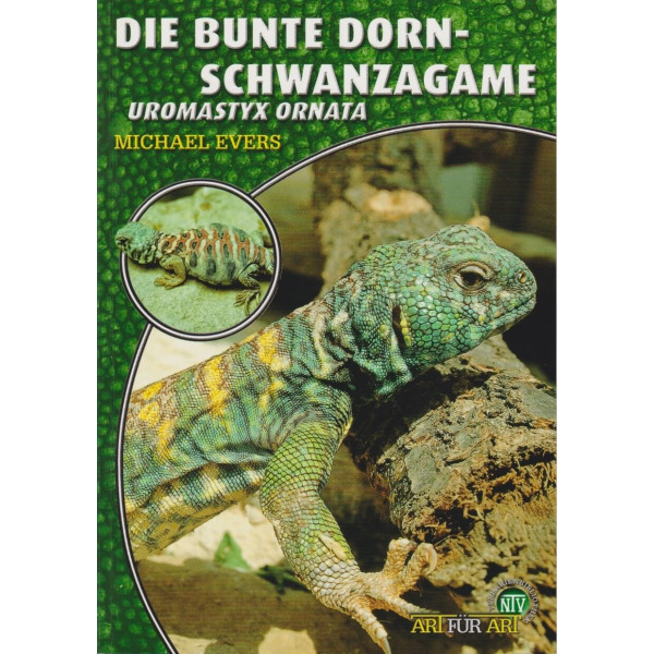 Die Bunte Dornschwanzagame